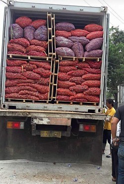 Pengiriman bawang Enrekang menggunakan CONTAINER Riffer